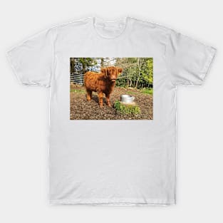 Scottish Highland Cattle Calf 2074 T-Shirt